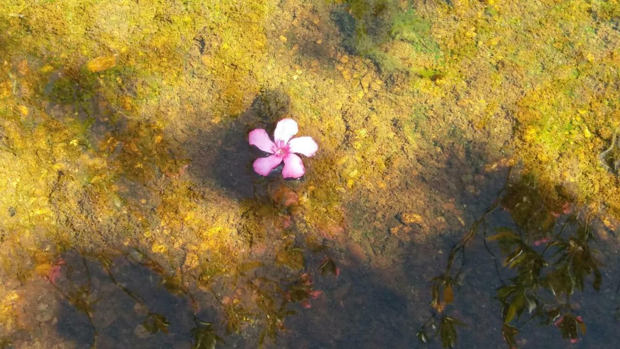 Vila Verde de FicalhoAgroturismo Flores Do Campo别墅 外观 照片